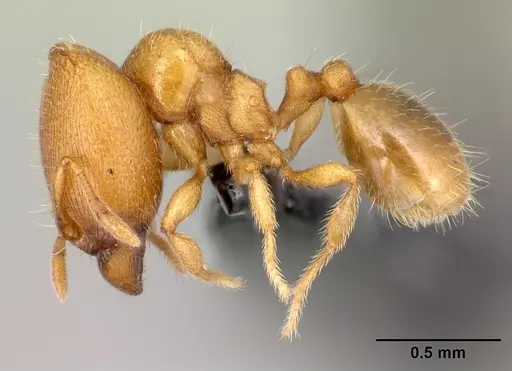 Carebara kabosy - CASENT0042428