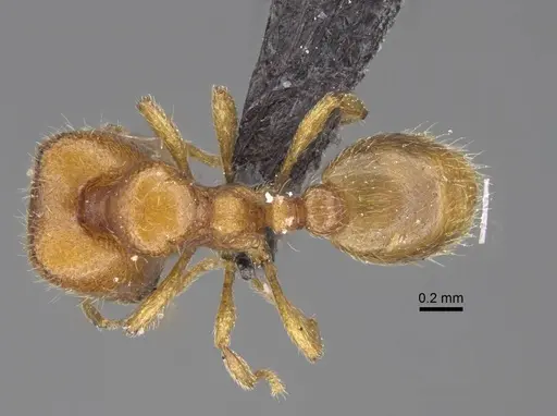 Carebara kabosy - CASENT0134080