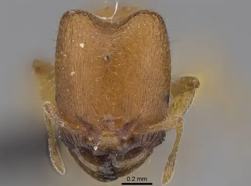 Carebara kabosy - CASENT0134080