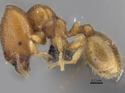 Carebara kabosy - CASENT0134080