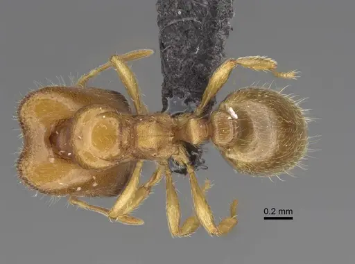 Carebara kabosy - CASENT0134488