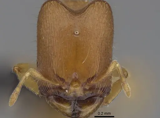 Carebara kabosy - CASENT0134488