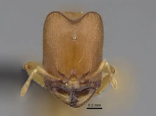 Carebara kabosy - CASENT0134488