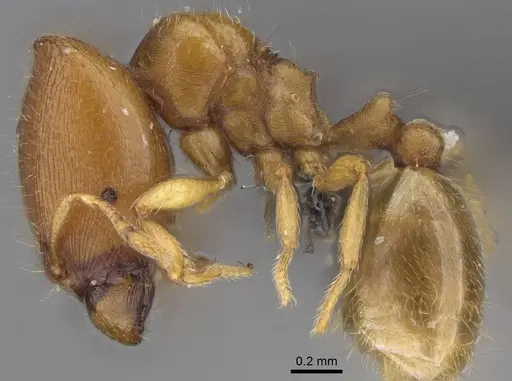 Carebara kabosy - CASENT0134488