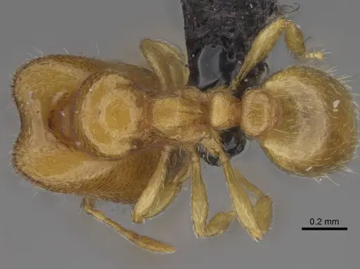 Carebara kabosy - CASENT0134489