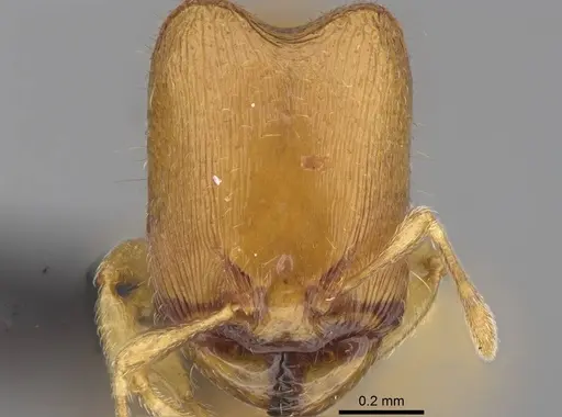 Carebara kabosy - CASENT0134489