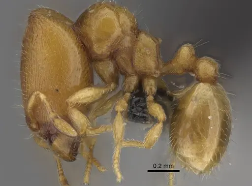 Carebara kabosy - CASENT0134489