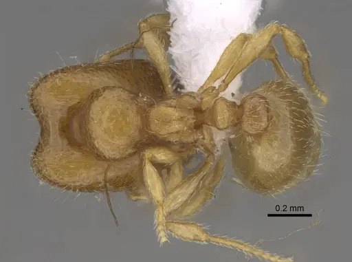 Carebara kabosy - CASENT0437723