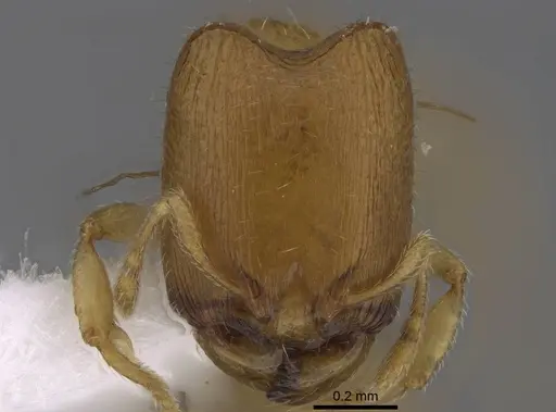 Carebara kabosy - CASENT0437723