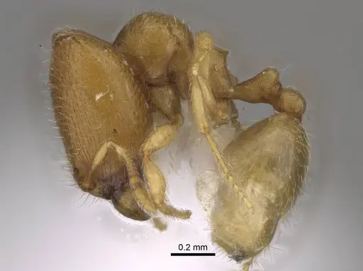 Carebara kabosy - CASENT0437723