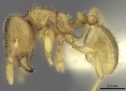 Carebara kabosy - CASENT0437739