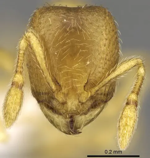 Carebara kabosy - CASENT0437739