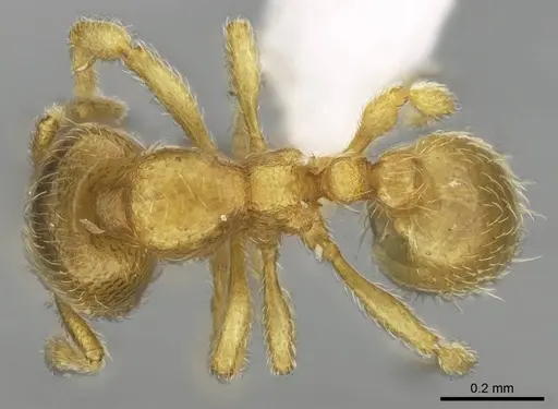 Carebara kabosy - CASENT0437739