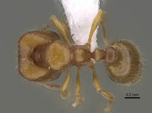 Carebara kabosy - CASENT0437999