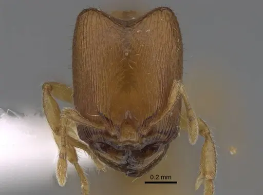 Carebara kabosy - CASENT0437999