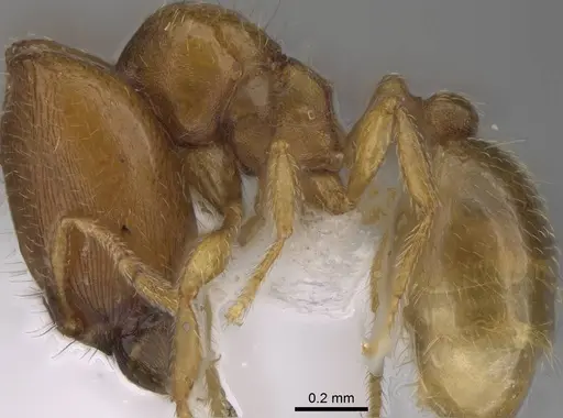 Carebara kabosy - CASENT0437999