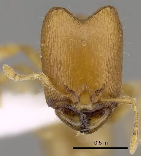 Carebara kabosy - CASENT0438062