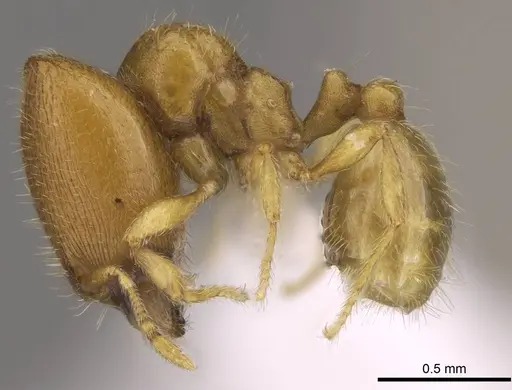 Carebara kabosy - CASENT0438062