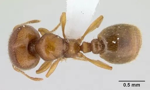 Carebara kabosy - CASENT0439952