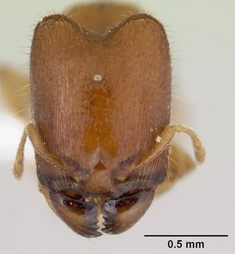 Carebara kabosy - CASENT0439952