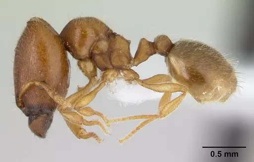 Carebara kabosy - CASENT0439952