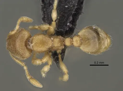 Carebara kabosy - CASENT0463766