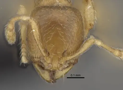 Carebara kabosy - CASENT0463766