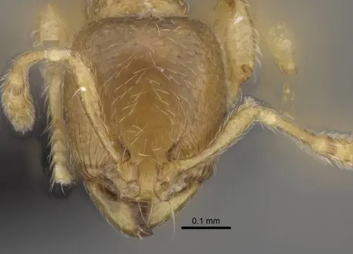 Carebara kabosy - CASENT0463766