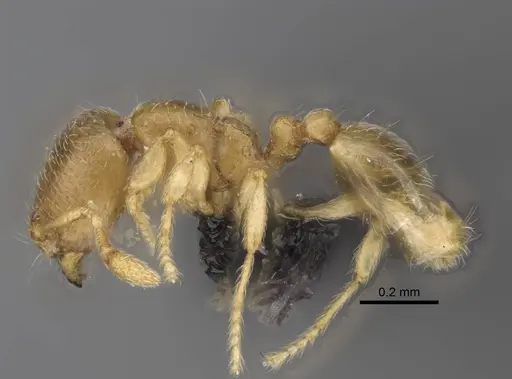 Carebara kabosy - CASENT0463766