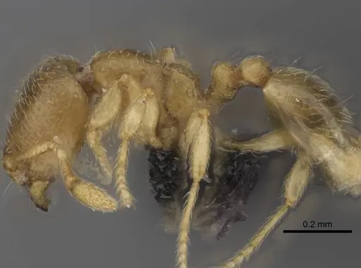 Carebara kabosy - CASENT0463766