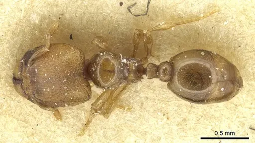 Carebara khamiensis specimen