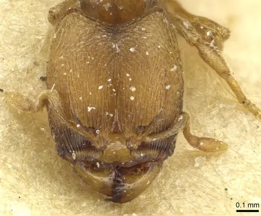 Carebara khamiensis specimen