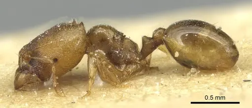 Carebara khamiensis specimen