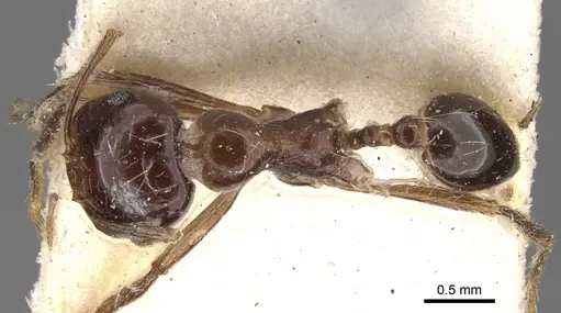 Carebara kunensis specimen