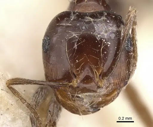 Carebara kunensis specimen
