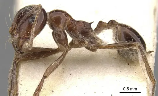 Carebara kunensis specimen