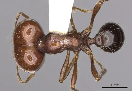 Carebara kunensis - CASENT0900740