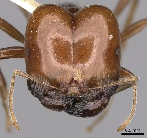 Carebara kunensis - CASENT0900740