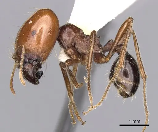 Carebara kunensis - CASENT0900740