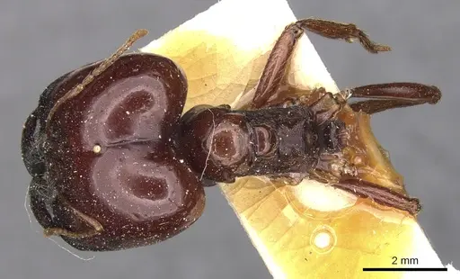 Carebara kunensis - CASENT0900741