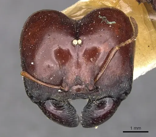 Carebara kunensis - CASENT0900741