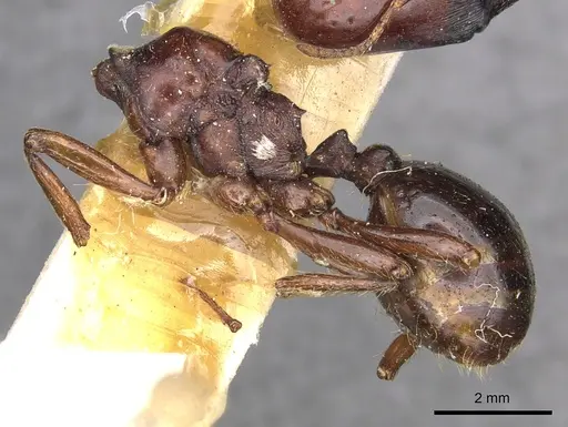 Carebara kunensis - CASENT0900741