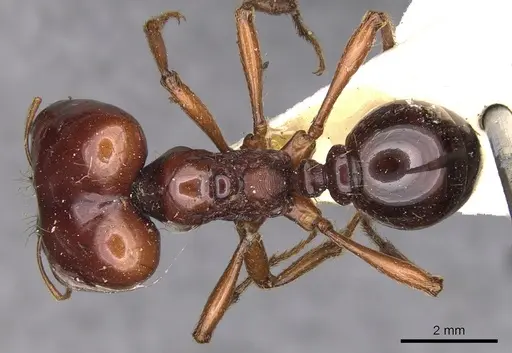 Carebara kunensis - CASENT0900742