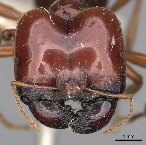 Carebara kunensis - CASENT0900742