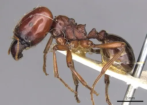 Carebara kunensis - CASENT0900742