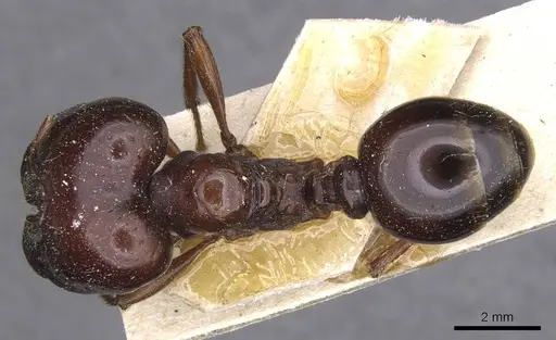 Carebara kunensis - CASENT0913535