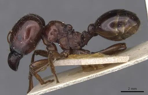 Carebara kunensis - CASENT0913535