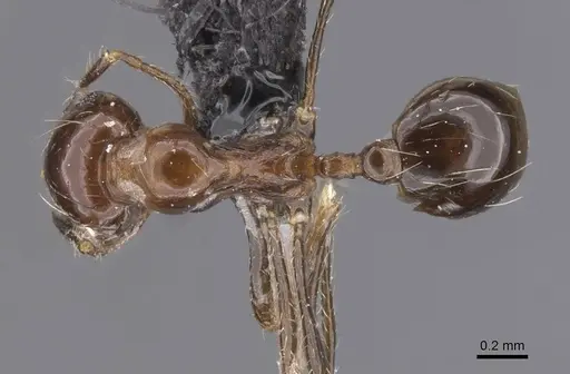 Carebara kunensis - CASENT0913536