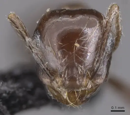 Carebara kunensis - CASENT0913536