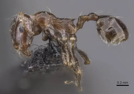 Carebara kunensis - CASENT0913536